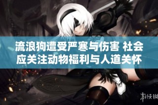 流浪狗遭受严寒与伤害 社会应关注动物福利与人道关怀