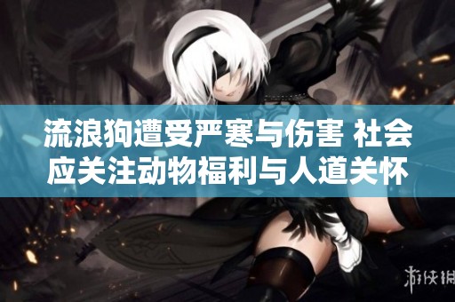 流浪狗遭受严寒与伤害 社会应关注动物福利与人道关怀
